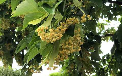 菩提樹の花 菩提樹の花